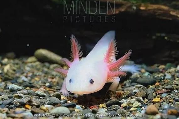 如何正確飼養六腳恐龍魚？，墨西哥鈍口螈（ambystomamexicanum）“六腳恐龍魚”