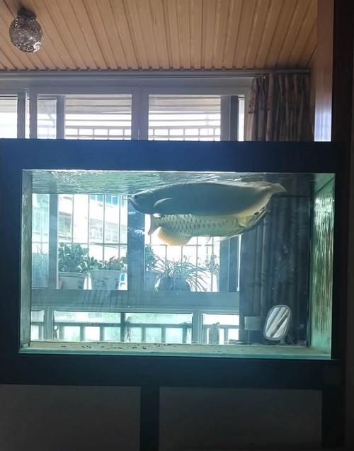 給我一些龍魚之巔吧的熱門帖子，龍魚之巔吧有哪些熱門話題？