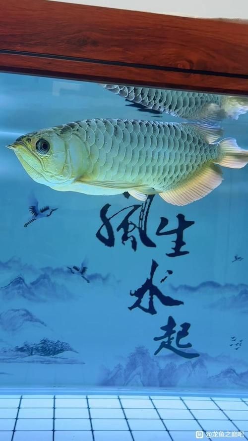 給我一些龍魚之巔吧的熱門帖子，龍魚之巔吧有哪些熱門話題？
