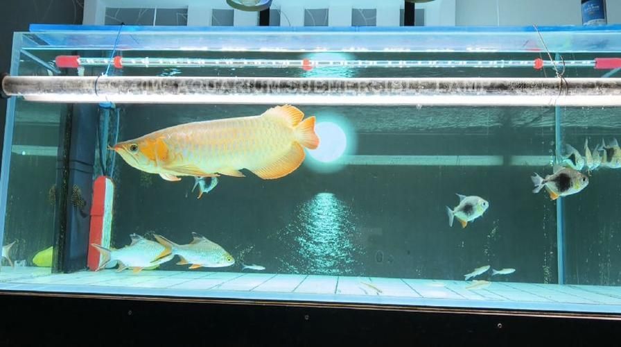 給我一些龍魚之巔吧的熱門帖子，龍魚之巔吧有哪些熱門話題？