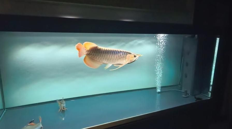 給我一些龍魚之巔吧的熱門帖子，龍魚之巔吧有哪些熱門話題？