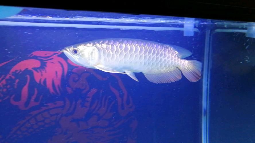 給我一些龍魚之巔吧的熱門帖子，龍魚之巔吧有哪些熱門話題？