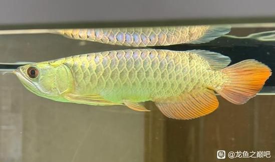 給我一些龍魚之巔吧的熱門帖子，龍魚之巔吧有哪些熱門話題？