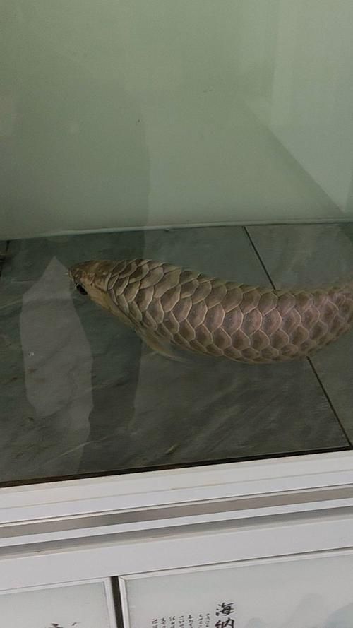 給我一些龍魚之巔吧的熱門帖子，龍魚之巔吧有哪些熱門話題？
