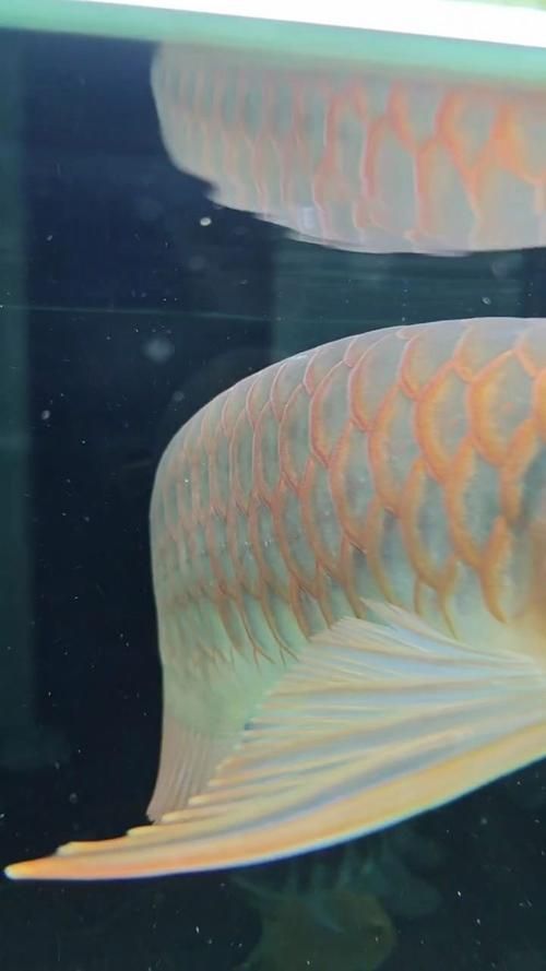 給我一些龍魚之巔吧的熱門帖子，龍魚之巔吧有哪些熱門話題？