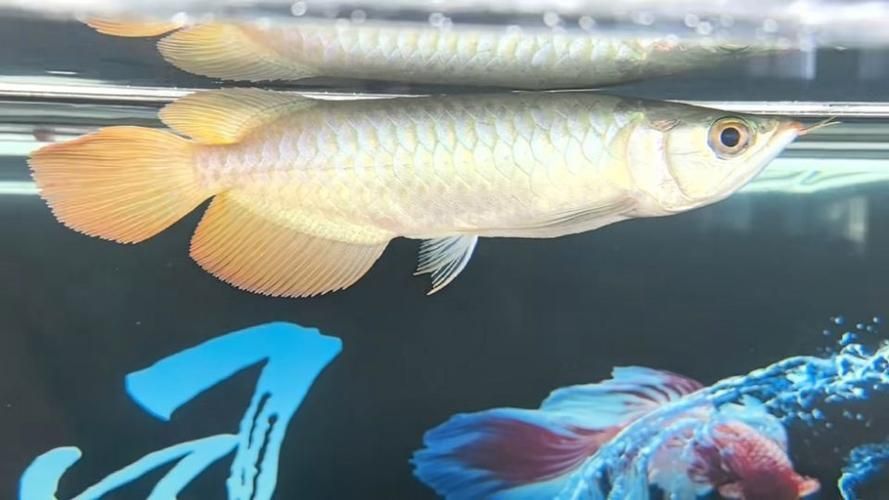 給我一些龍魚之巔吧的熱門帖子，龍魚之巔吧有哪些熱門話題？