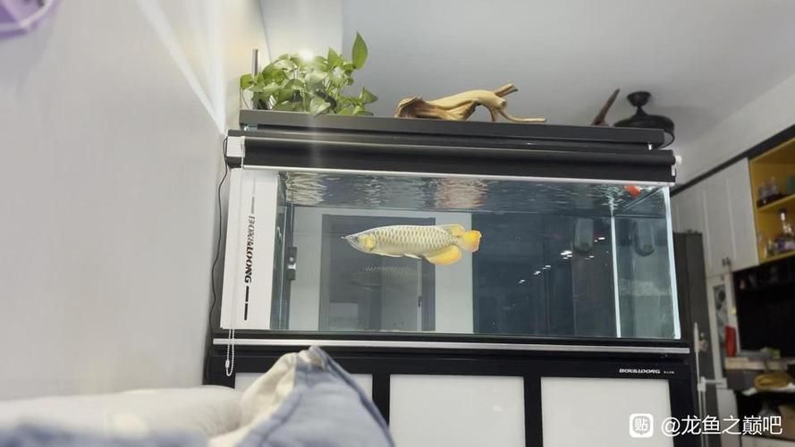 給我一些龍魚之巔吧的熱門帖子，龍魚之巔吧有哪些熱門話題？