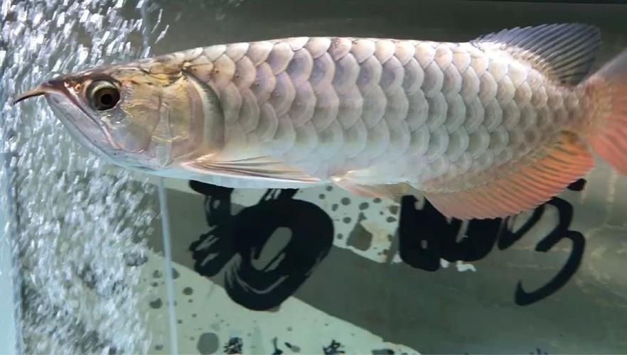 給我一些龍魚之巔吧的熱門帖子，龍魚之巔吧有哪些熱門話題？