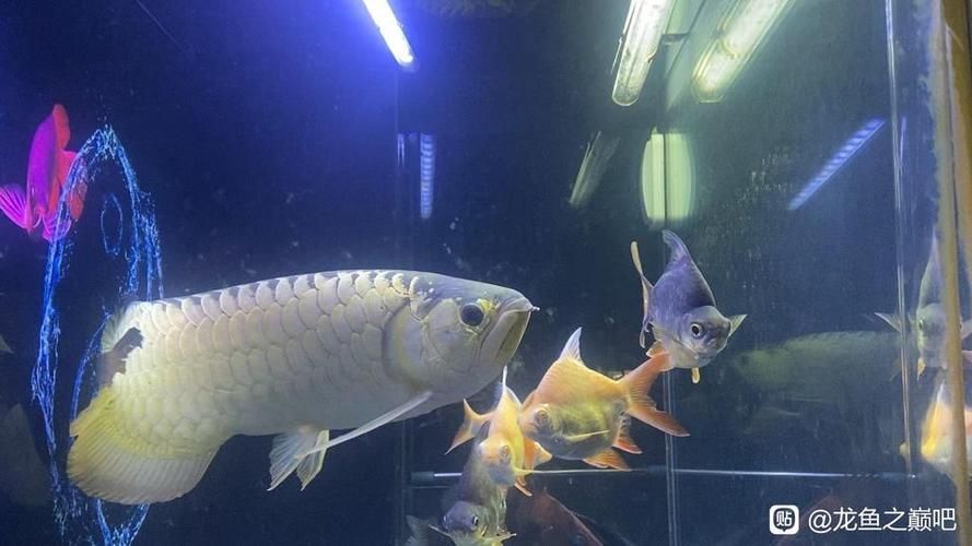 給我一些龍魚之巔吧的熱門帖子，龍魚之巔吧有哪些熱門話題？