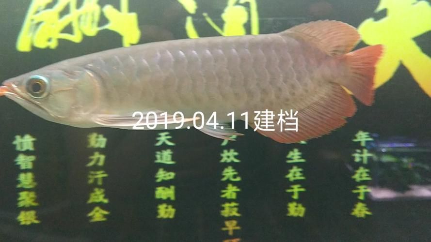 給我一些龍魚之巔吧的熱門帖子，龍魚之巔吧有哪些熱門話題？