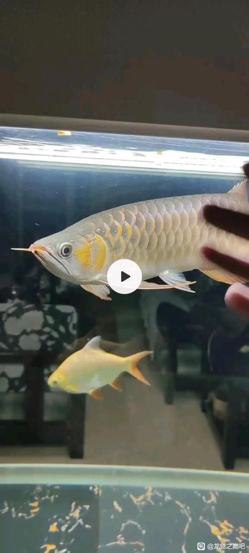 給我一些龍魚之巔吧的熱門帖子，龍魚之巔吧有哪些熱門話題？
