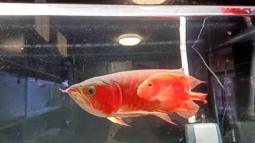 給我一些龍魚之巔吧的熱門帖子，龍魚之巔吧有哪些熱門話題？