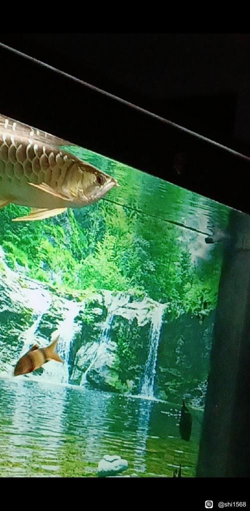 給我一些龍魚之巔吧的熱門帖子，龍魚之巔吧有哪些熱門話題？