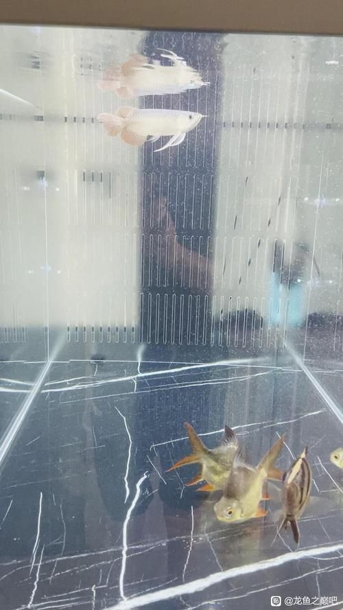 給我一些龍魚之巔吧的熱門帖子，龍魚之巔吧有哪些熱門話題？