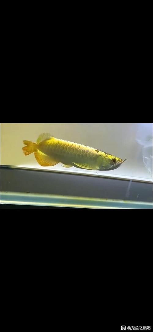 給我一些龍魚之巔吧的熱門帖子，龍魚之巔吧有哪些熱門話題？