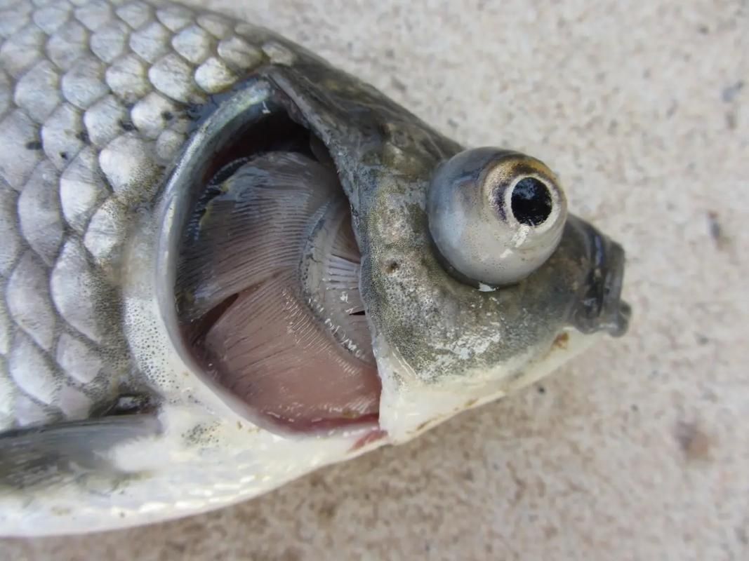 如何判斷魚鰓是否爛了，如何判斷魚鰓是否爛了———科學診斷指南