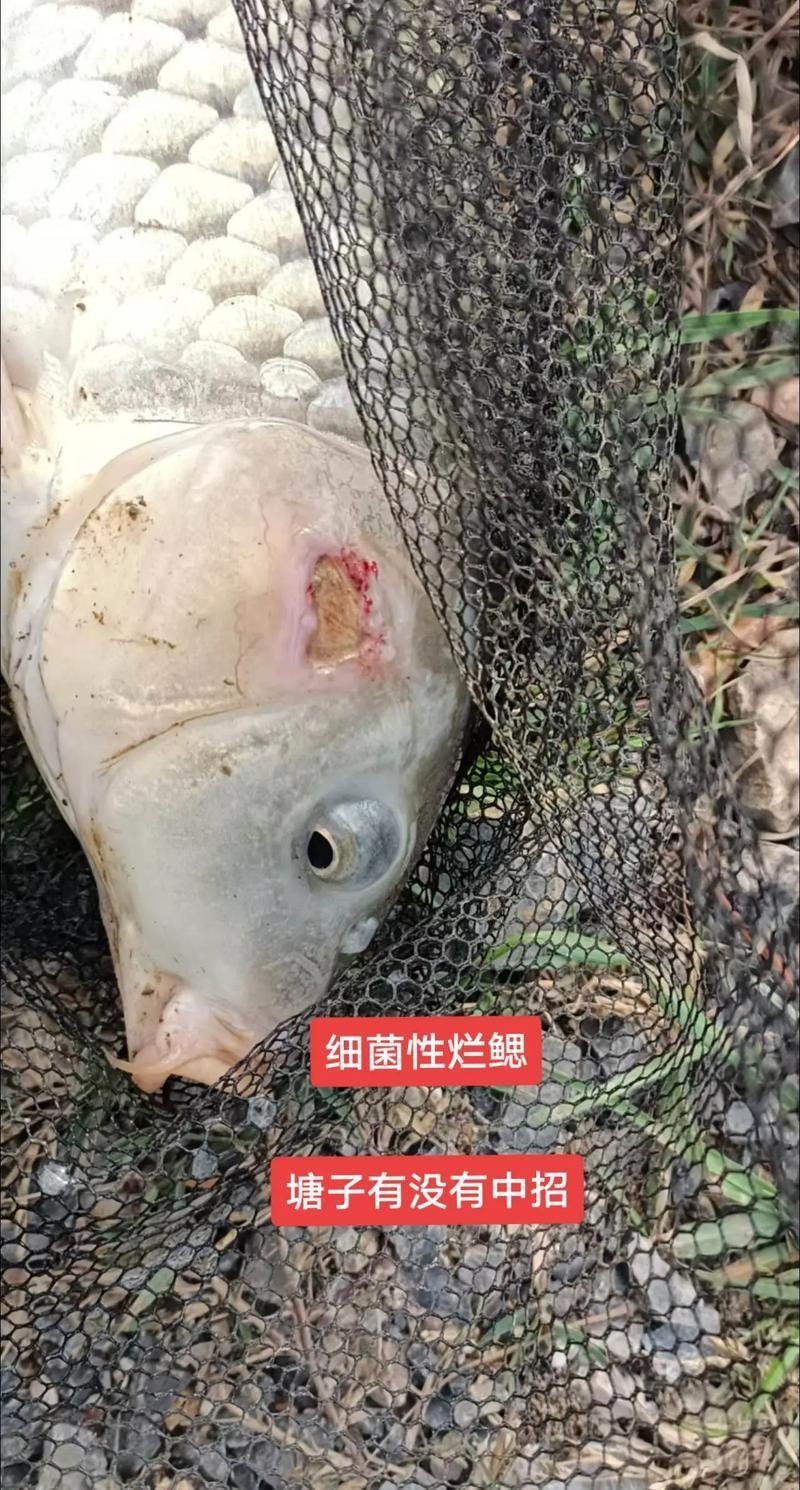 如何判斷魚鰓是否爛了，如何判斷魚鰓是否爛了———科學診斷指南