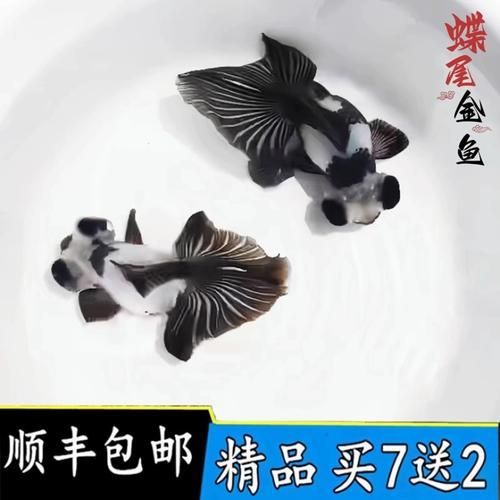 龍睛魚有哪些品種，龍睛魚有哪些品種，龍睛魚有哪些品種龍睛魚品種