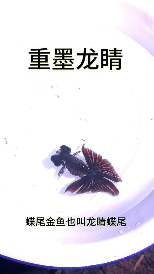 龍睛魚有哪些品種，龍睛魚有哪些品種，龍睛魚有哪些品種龍睛魚品種