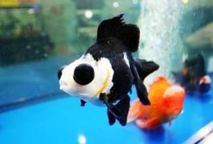 龍睛魚有哪些品種，龍睛魚有哪些品種，龍睛魚有哪些品種龍睛魚品種