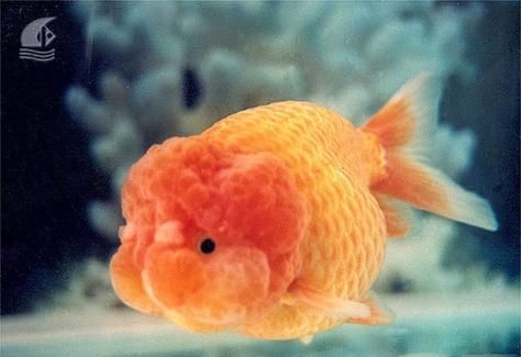 龍睛魚有哪些品種，龍睛魚有哪些品種，龍睛魚有哪些品種龍睛魚品種