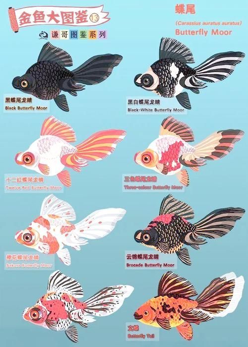 龍睛魚有哪些品種，龍睛魚有哪些品種，龍睛魚有哪些品種龍睛魚品種