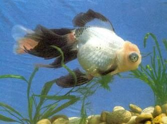 龍睛魚有哪些品種，龍睛魚有哪些品種，龍睛魚有哪些品種龍睛魚品種