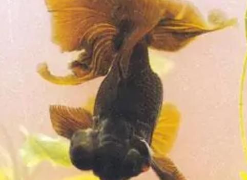 龍睛魚有哪些品種，龍睛魚有哪些品種，龍睛魚有哪些品種龍睛魚品種