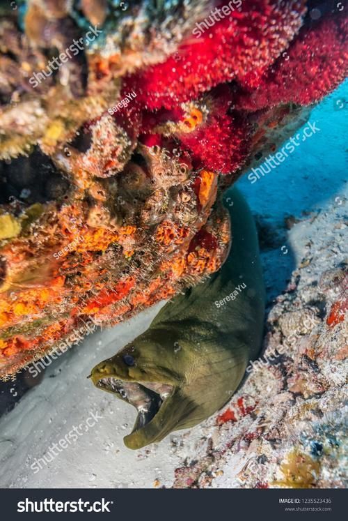 銀龍魚和鸚鵡魚的喂食方法有哪些，銀龍魚與鸚鵡魚的喂食細節