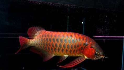 如何鑒別龍魚的血統(tǒng)和品相？，如何鑒別龍魚的血統(tǒng)和品相