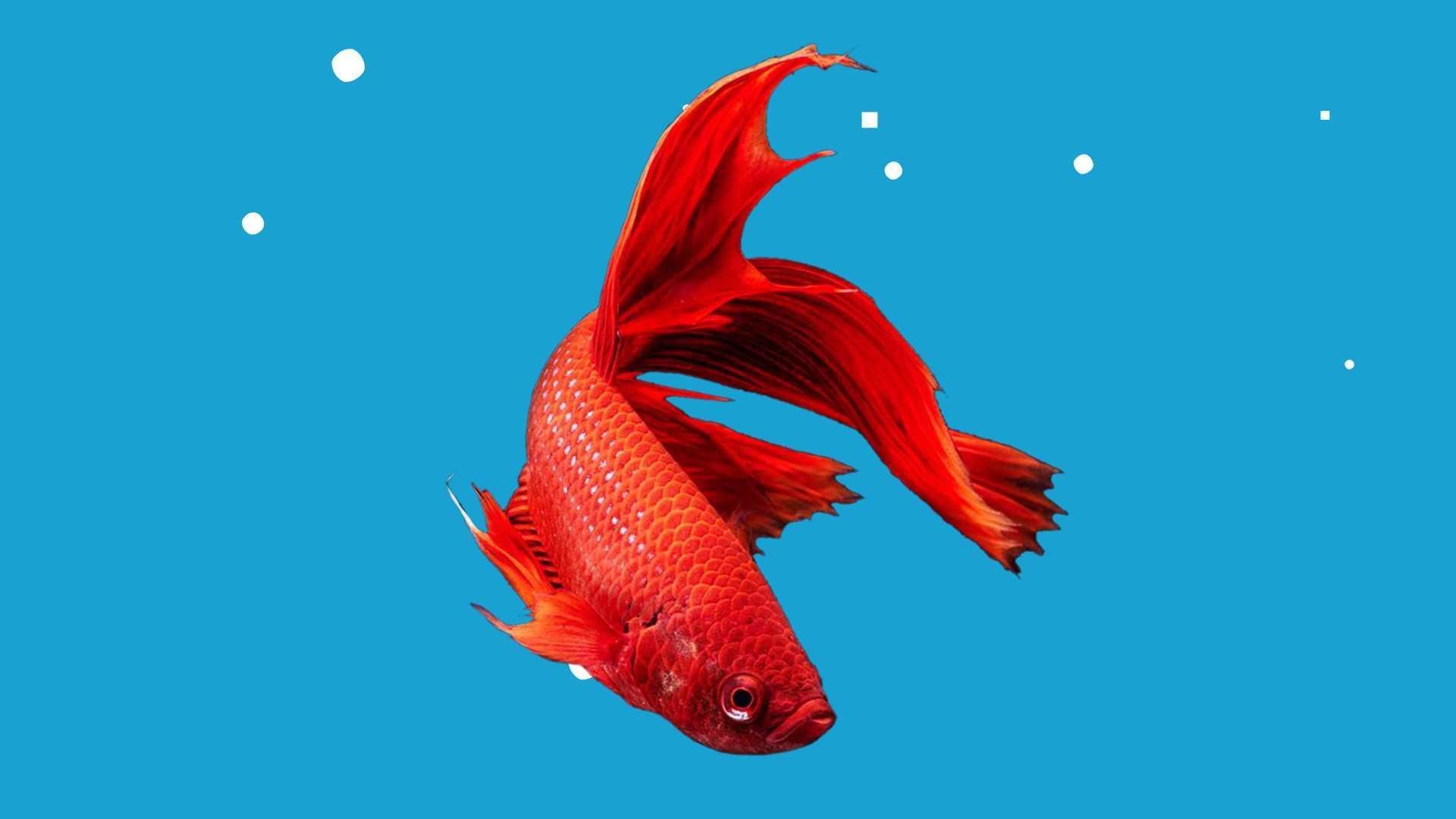 給我一些關(guān)于龍魚的信息，給我一些關(guān)于龍魚的信息,