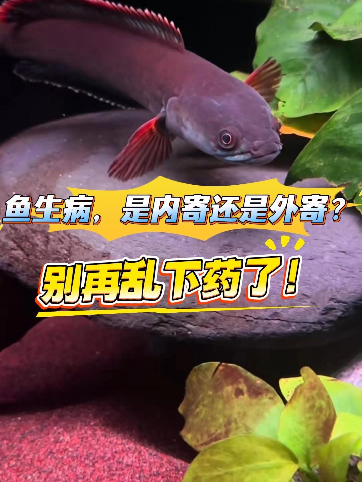 有哪些安全的龍魚外寄治療方法，有哪些安全的龍魚外寄治療方法？