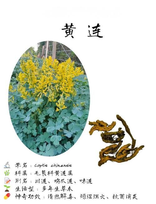 有哪些中草藥可以治療爛尾病，中草藥治療“爛瘡”