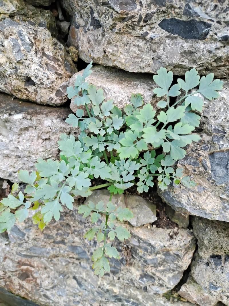 有哪些中草藥可以治療爛尾病，中草藥治療“爛瘡”