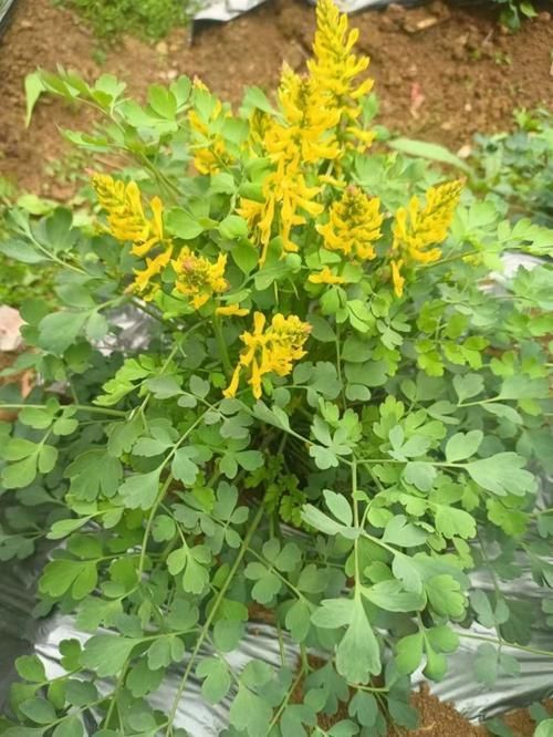 有哪些中草藥可以治療爛尾病，中草藥治療“爛瘡”