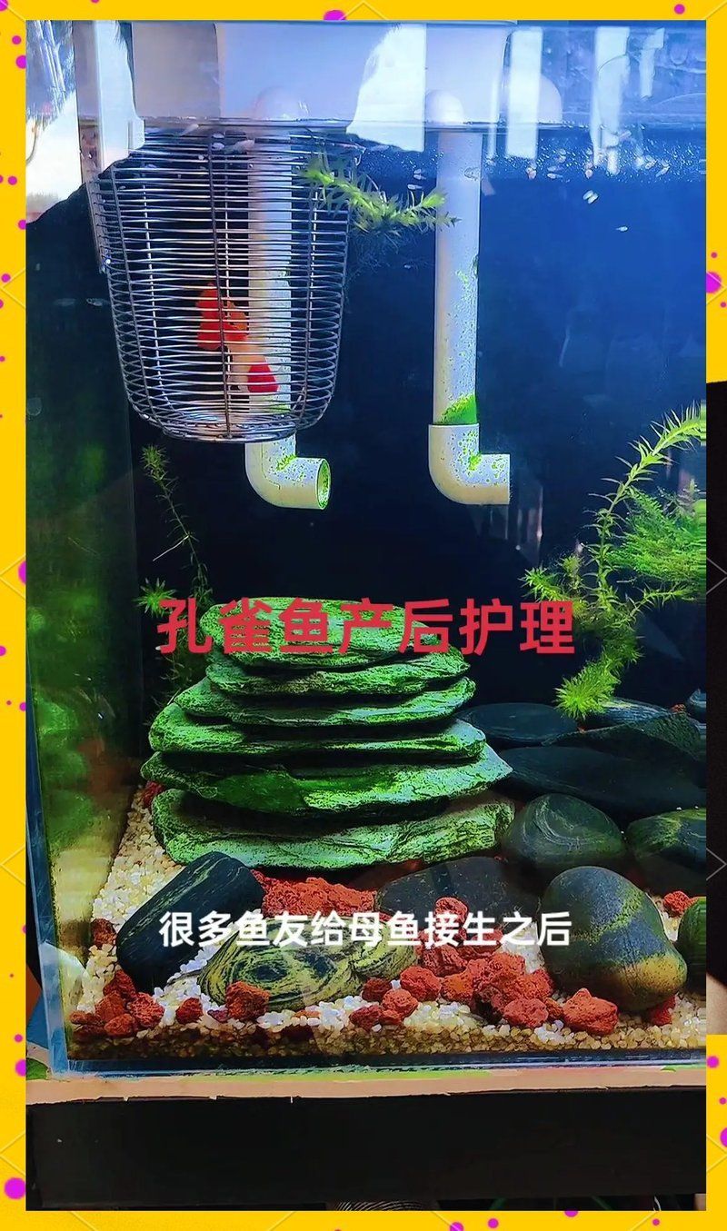產卵后金魚需要多久恢復體力，金魚產卵后需要多久恢復體力