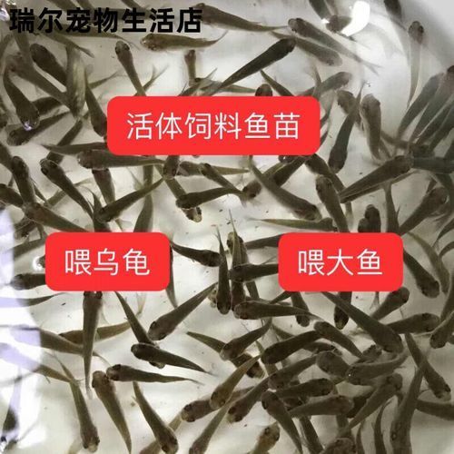 給我更多2-3cm龍魚苗的圖片，2-3cm龍魚苗的養(yǎng)護(hù)與繁殖知識