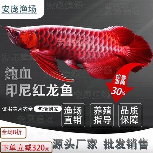 給我更多2-3cm龍魚苗的圖片，2-3cm龍魚苗的養護與繁殖知識
