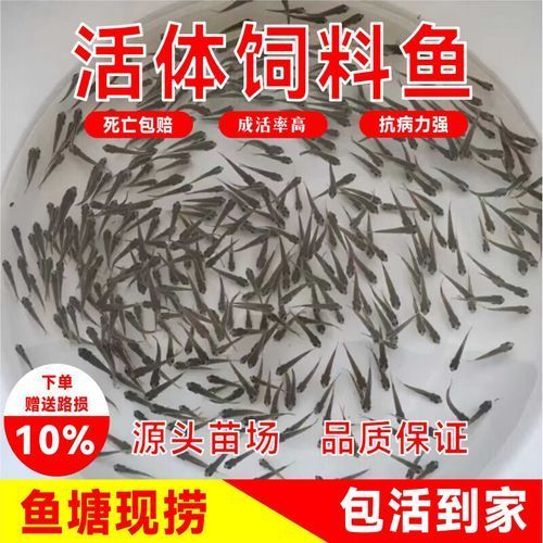 給我更多2-3cm龍魚苗的圖片，2-3cm龍魚苗的養(yǎng)護(hù)與繁殖知識