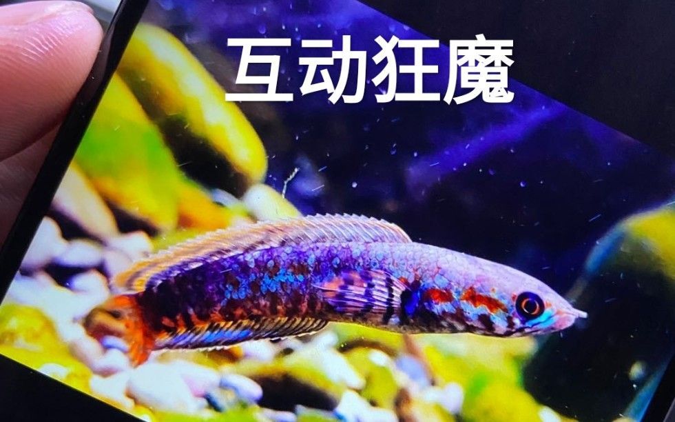 如何提升雷龍魚的顏值？