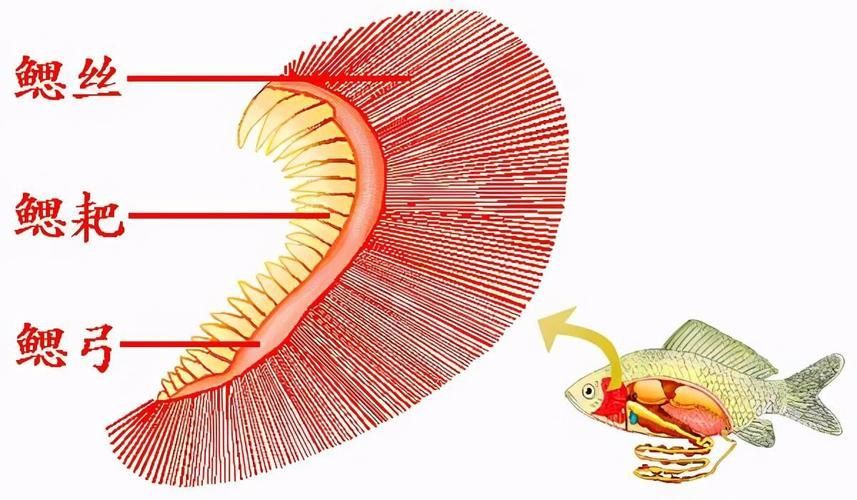 如何預(yù)防魚爛鰓