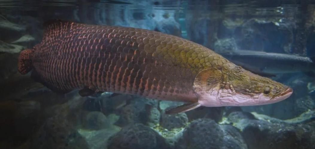金龍魚和巨骨舌魚哪個更適合新手飼養？，金龍魚和巨骨舌魚哪個更適合新手飼養