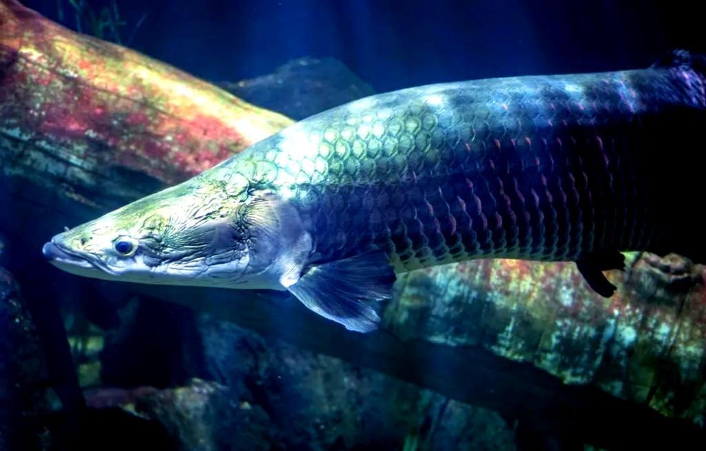 金龍魚和巨骨舌魚哪個更適合新手飼養？，金龍魚和巨骨舌魚哪個更適合新手飼養