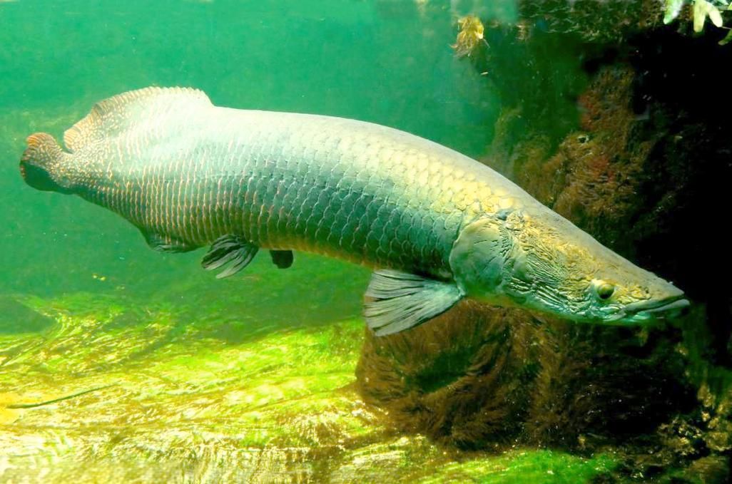 金龍魚和巨骨舌魚哪個更適合新手飼養？，金龍魚和巨骨舌魚哪個更適合新手飼養