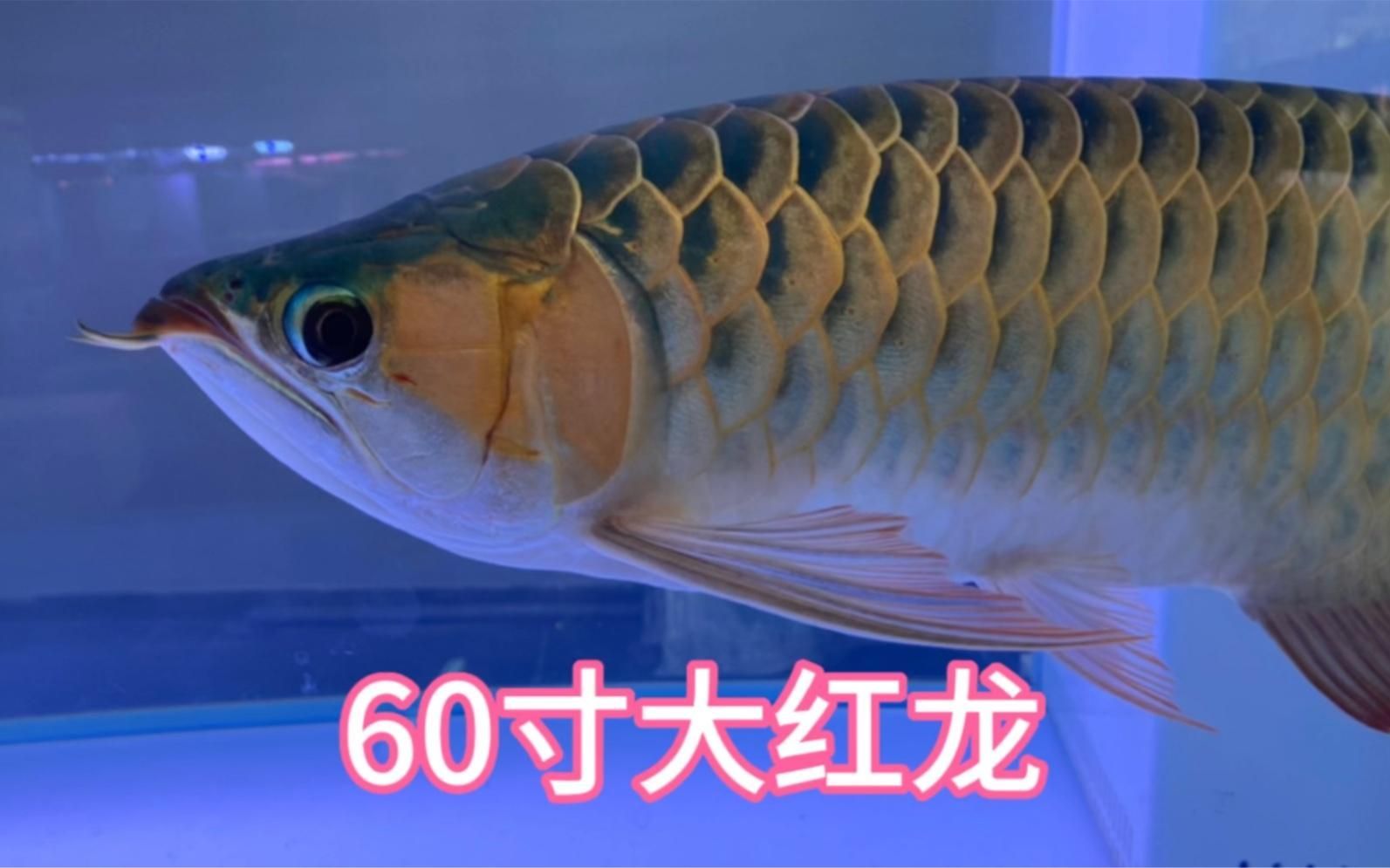 紅龍魚60公分的價格是多少？