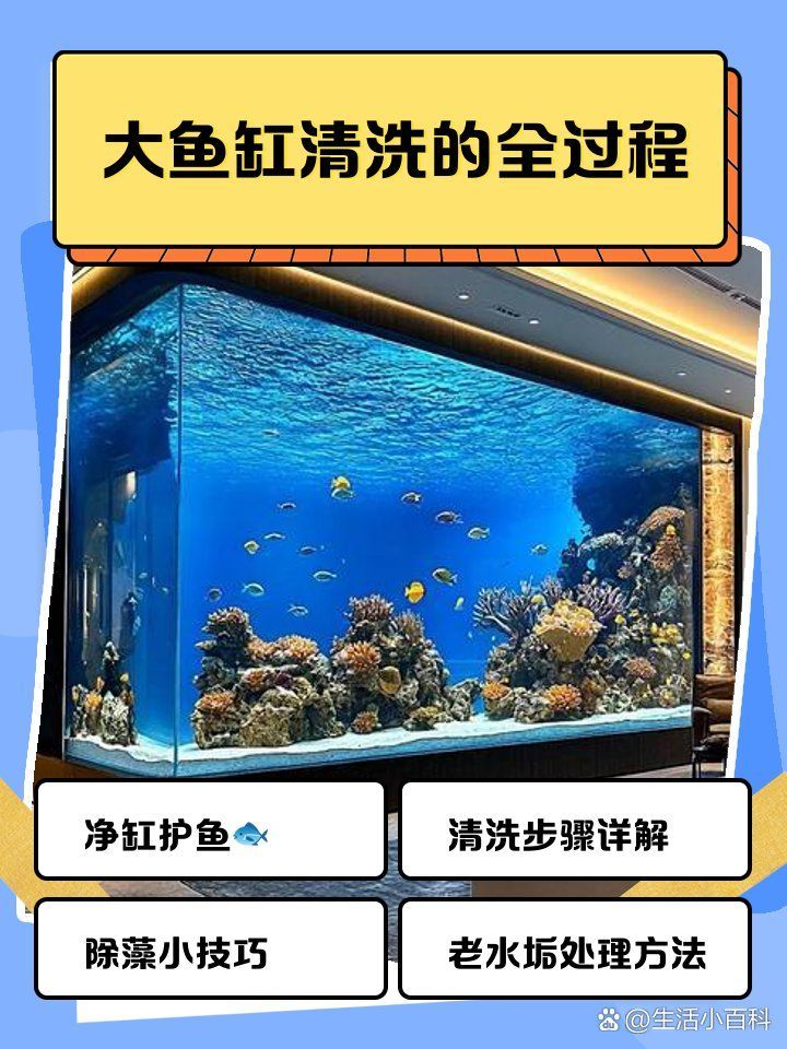 龍魚多久清理一次魚缸，龍魚多久清洗一次魚缸，龍魚缸清潔時需要注意什么？