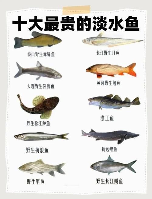哪里可以購(gòu)買到這種世界上最貴的魚，世界上最貴的四種魚