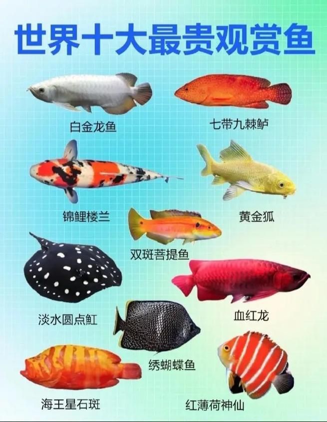哪里可以購(gòu)買到這種世界上最貴的魚，世界上最貴的四種魚