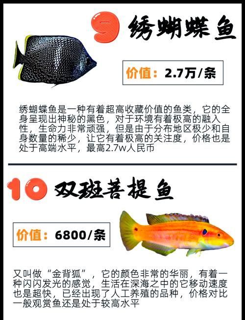 哪里可以購(gòu)買到這種世界上最貴的魚，世界上最貴的四種魚