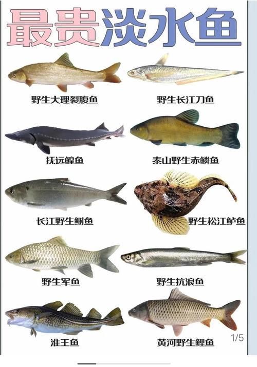 哪里可以購買到這種世界上最貴的魚，世界上最貴的四種魚